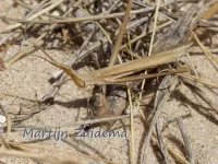 Acrida ungarica